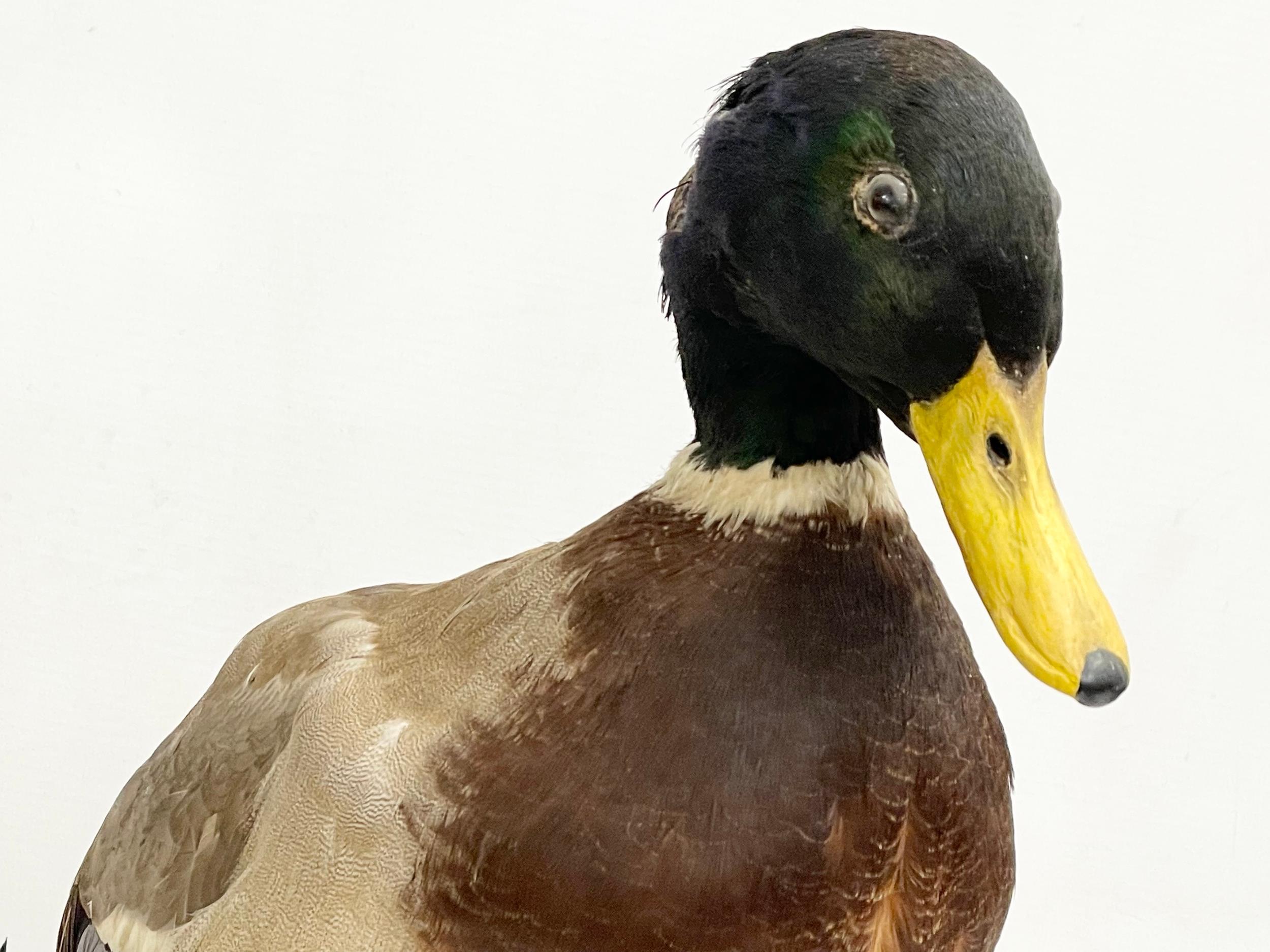 A vintage taxidermy mallard. 32x39cm - Image 5 of 5