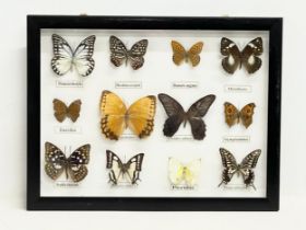 A collection of cased butterflies. 42x32cm.