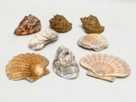 A quantity of seashells. Largest 14cm