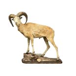 A large early 20th century taxidermy North American Stone Sheep. 120x115cm
