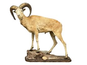 A large early 20th century taxidermy North American Stone Sheep. 120x115cm