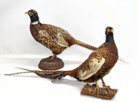 2 vintage taxidermy pheasants.