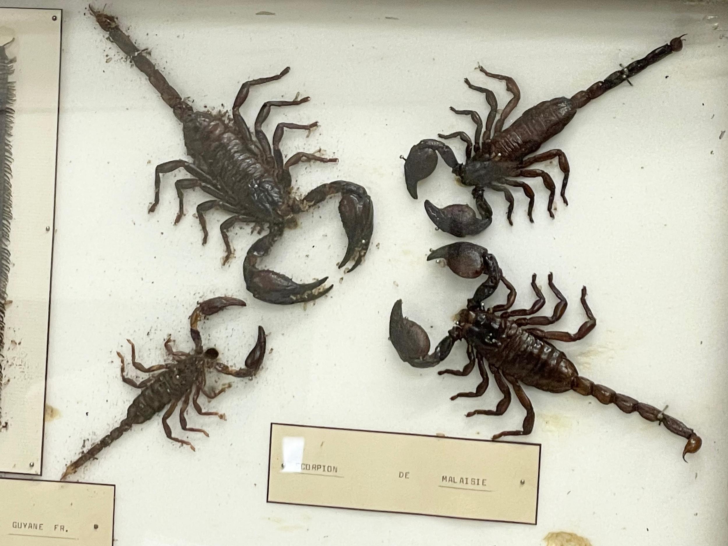 A collection of late 19th/early 20th century cased taxidermy scorpions. Case measures 80x42cm. - Image 2 of 7