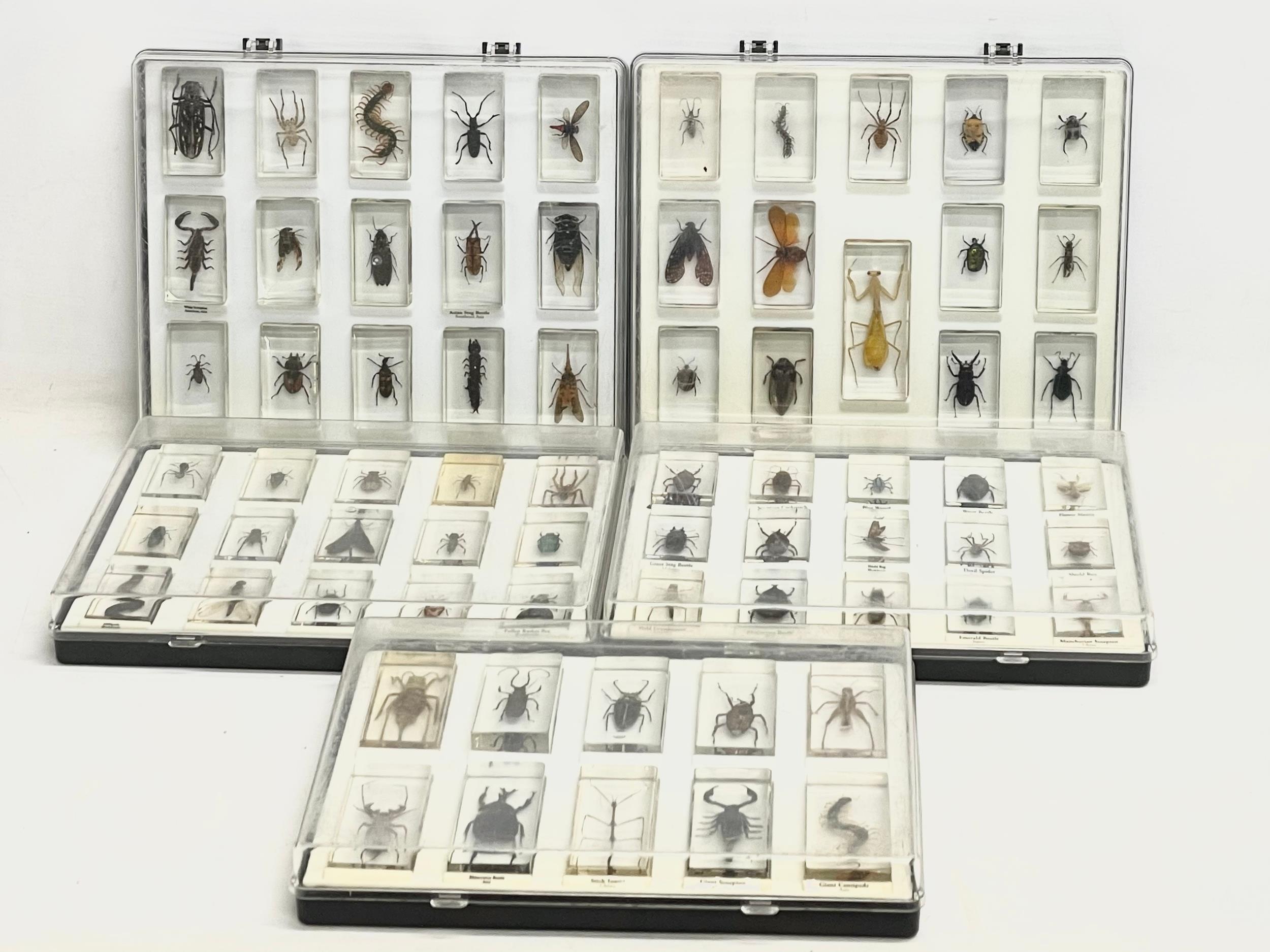 A collection of 5 cased taxidermy bugs. Cases measures 34x28cm - Image 4 of 15