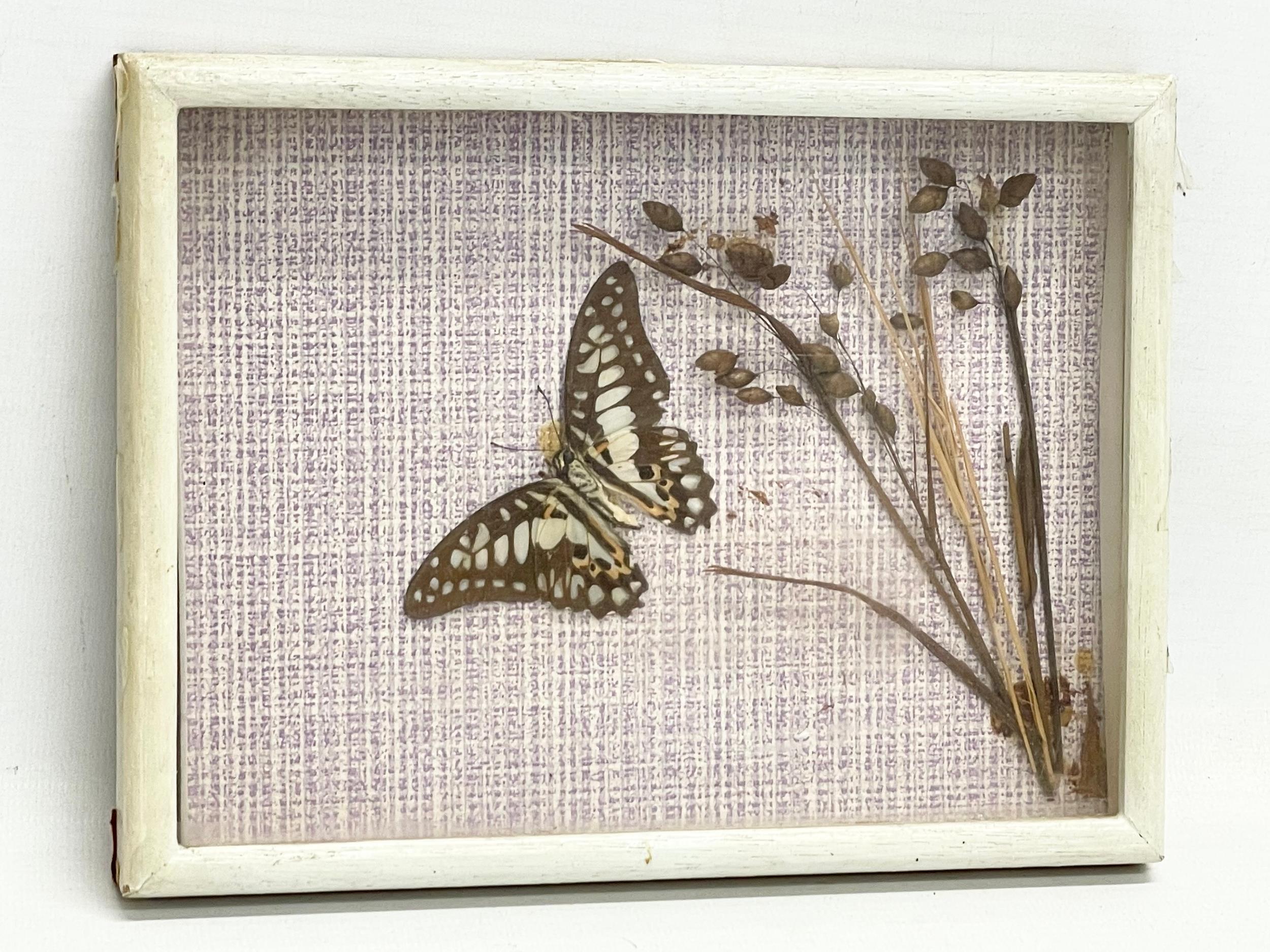 3 vintage cased taxidermy butterfly’s. 22x17cm - Image 4 of 4