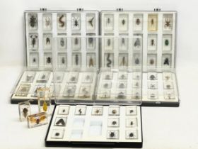 A collection of 5 cased taxidermy bugs. Cases measures 34x28cm