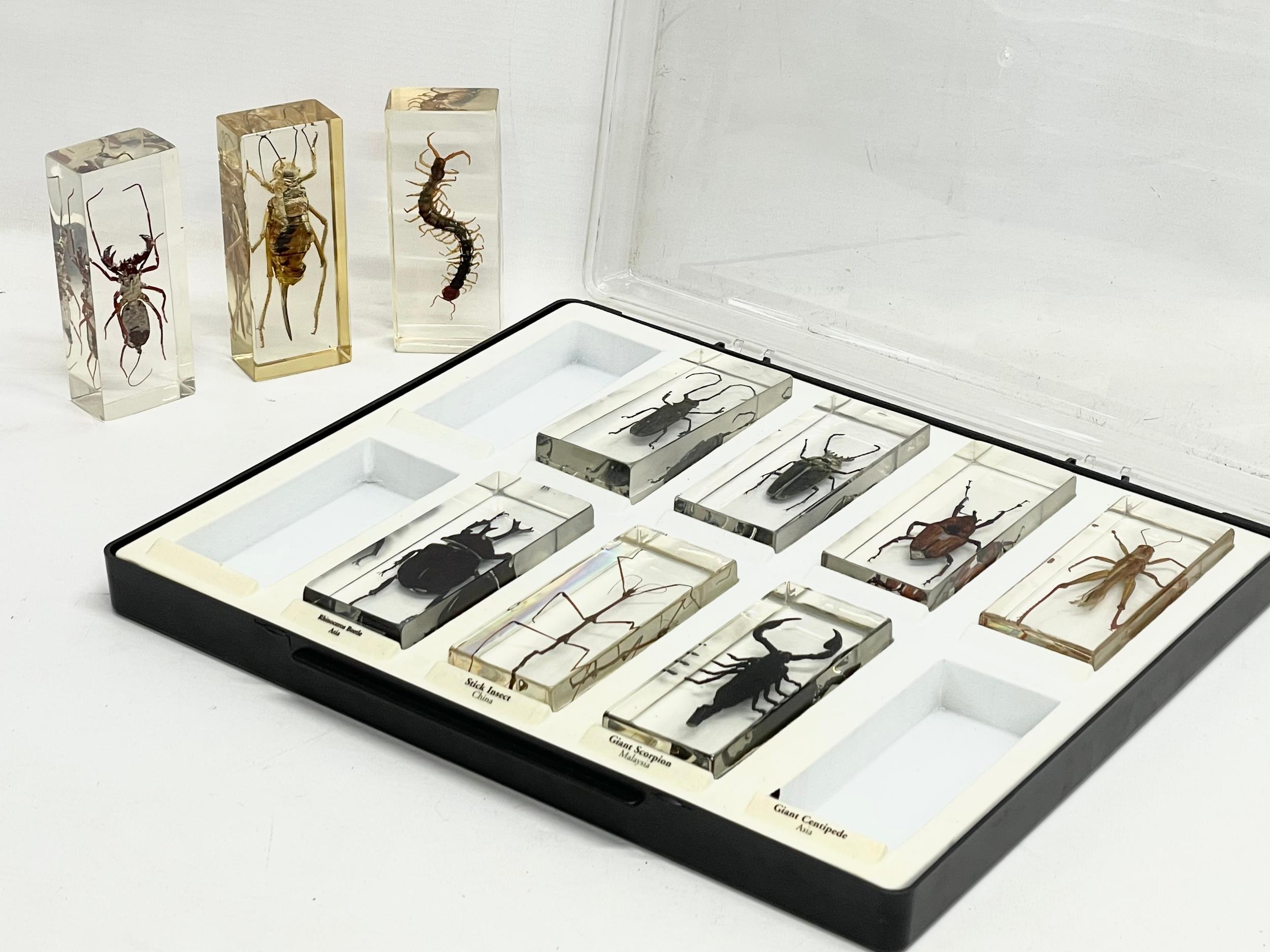 A collection of 5 cased taxidermy bugs. Cases measures 34x28cm - Image 7 of 15