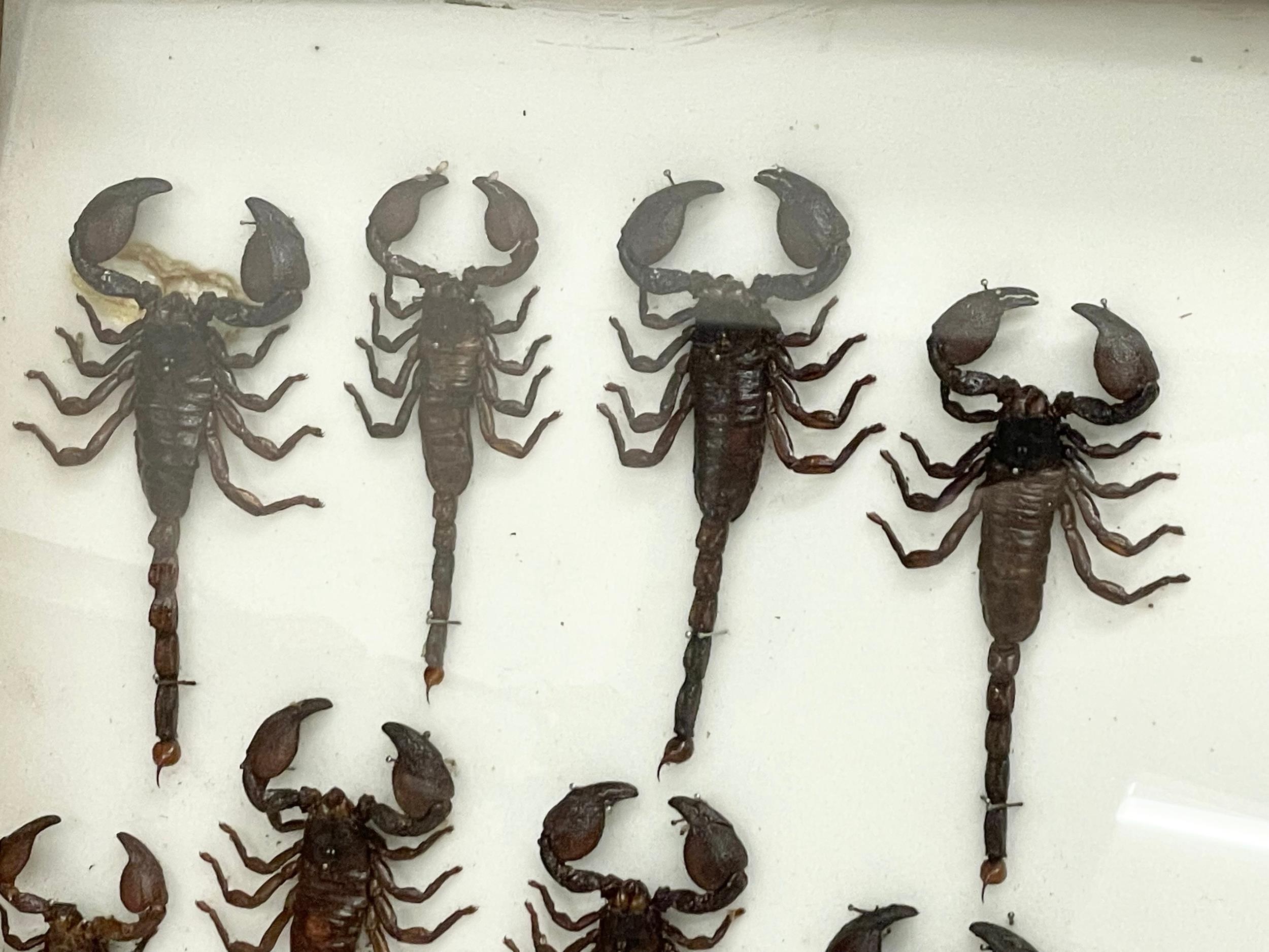 A collection of late 19th/early 20th century cased taxidermy scorpions. Case measures 80x42cm. - Image 5 of 7