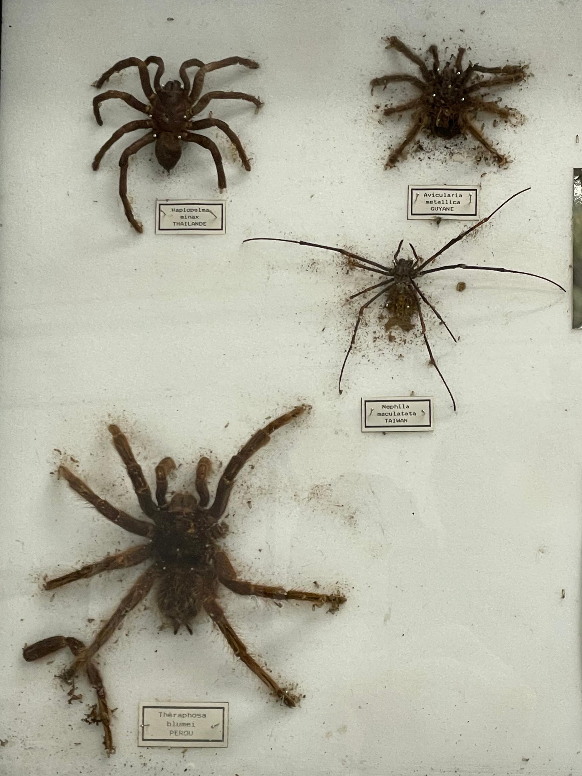 A collection of large vintage cased taxidermy spiders. Case measures 80x51cm. Largest spider 15x15cm - Image 5 of 5
