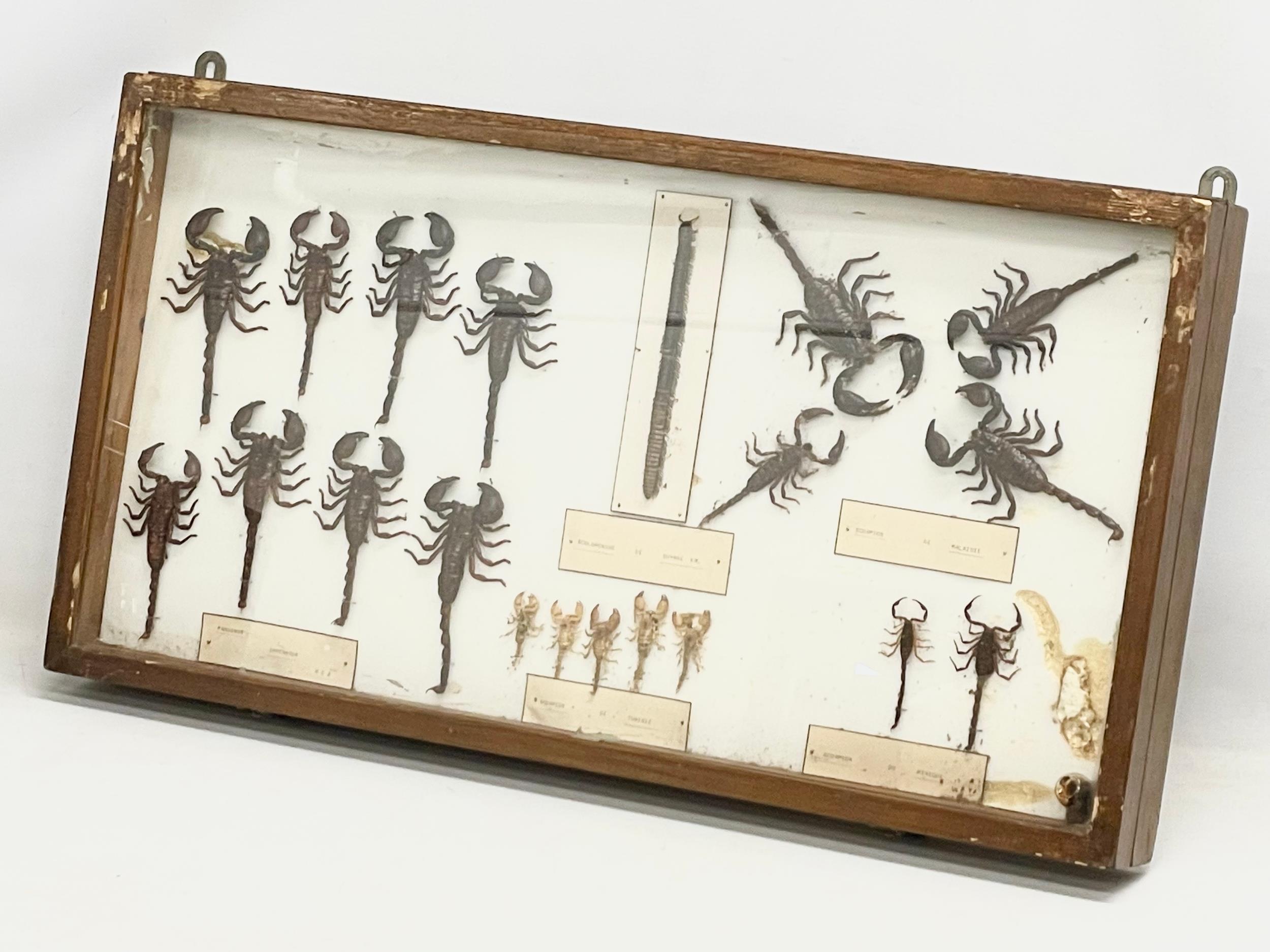 A collection of late 19th/early 20th century cased taxidermy scorpions. Case measures 80x42cm.