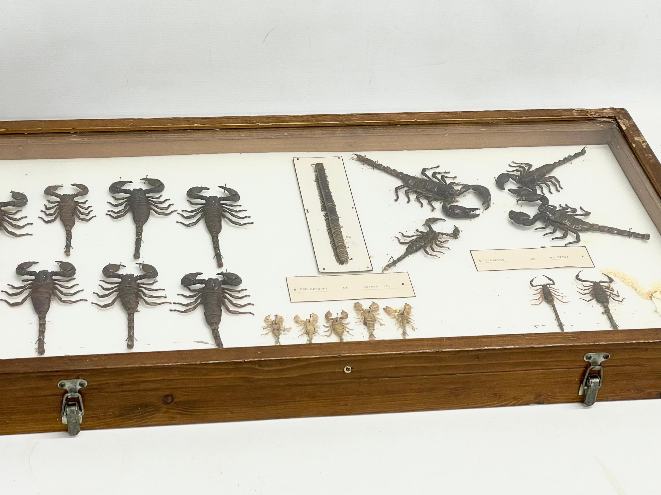 A collection of late 19th/early 20th century cased taxidermy scorpions. Case measures 80x42cm. - Image 7 of 7