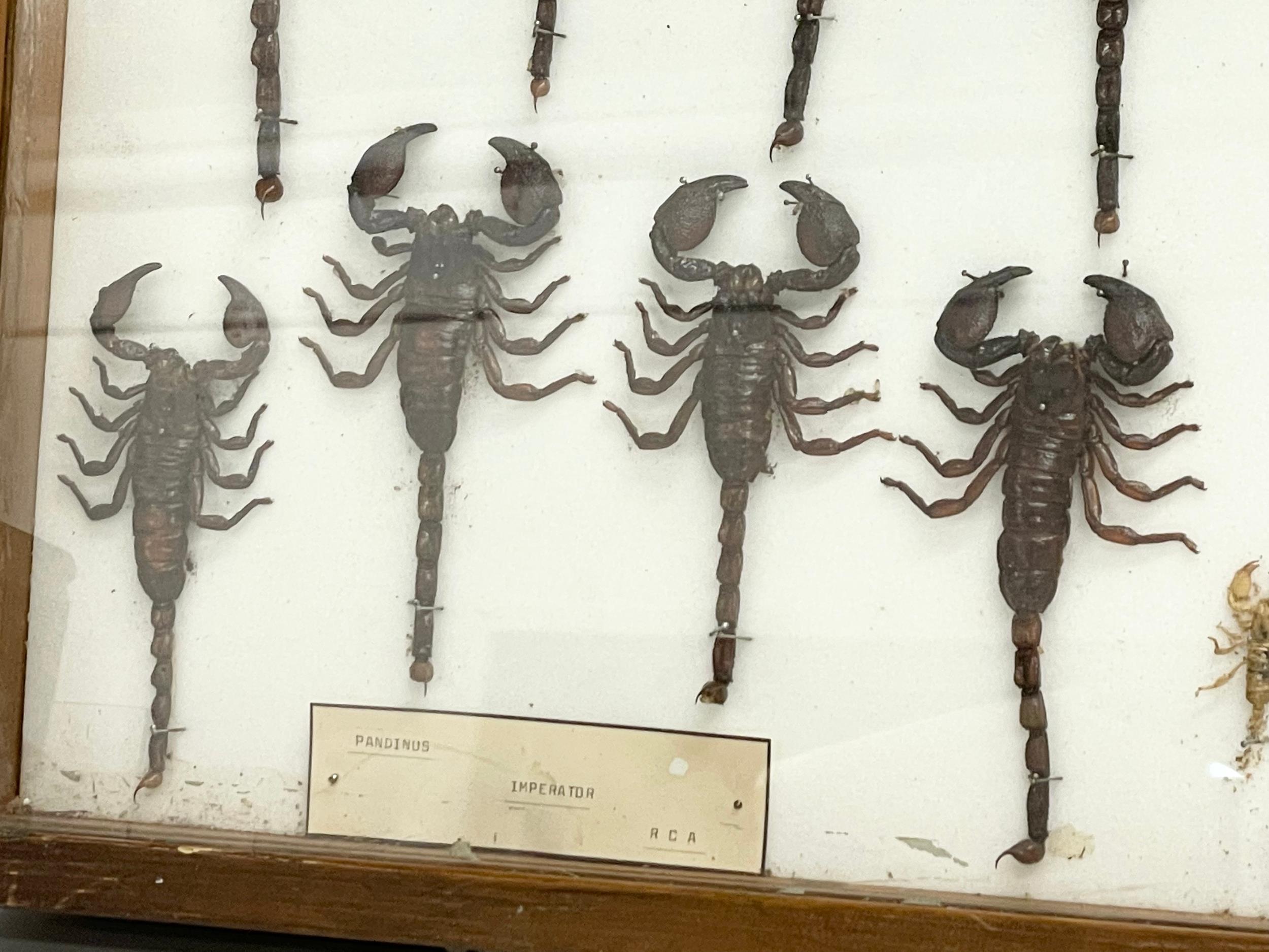 A collection of late 19th/early 20th century cased taxidermy scorpions. Case measures 80x42cm. - Image 4 of 7