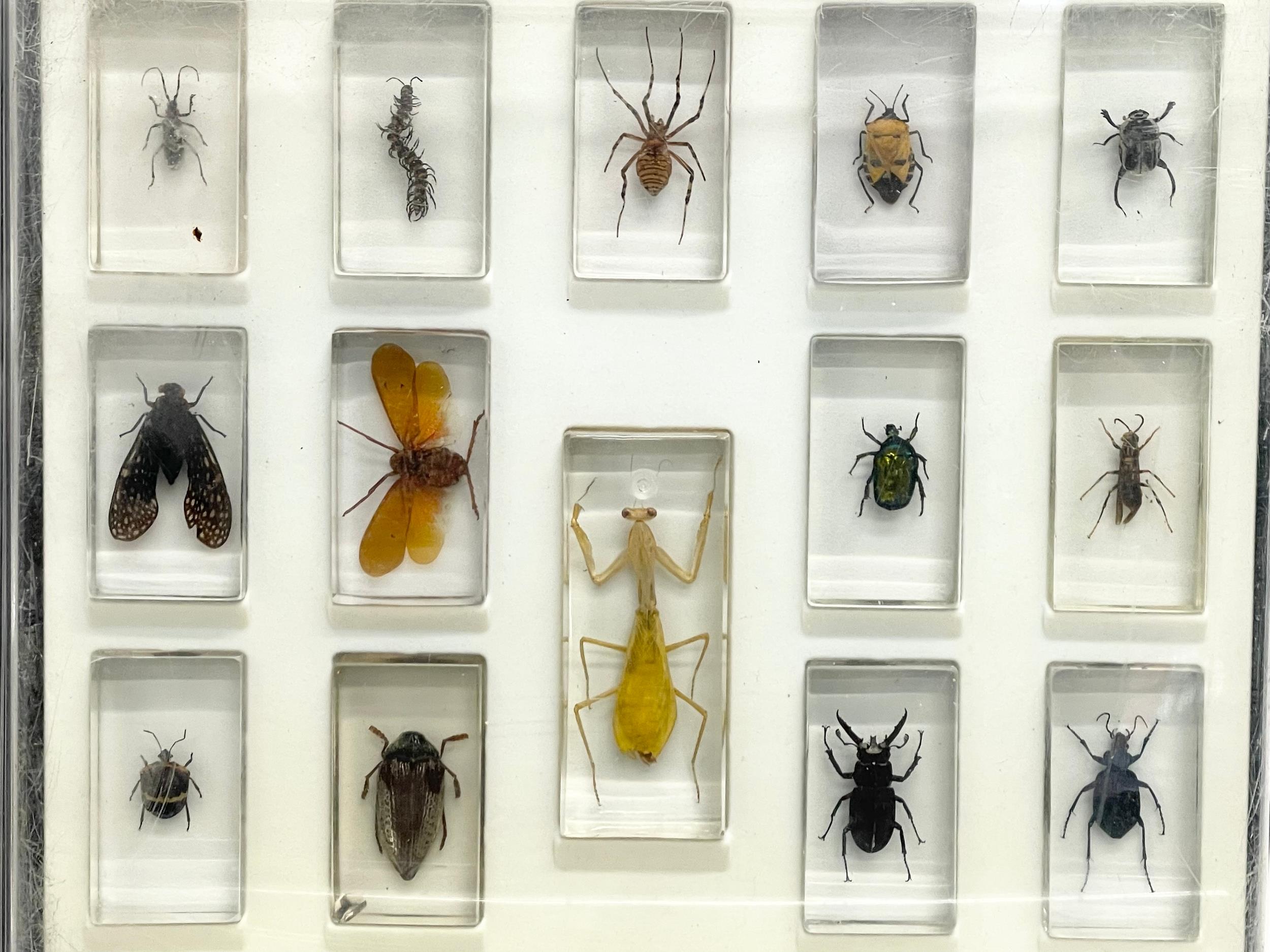 A collection of 5 cased taxidermy bugs. Cases measures 34x28cm - Image 11 of 15