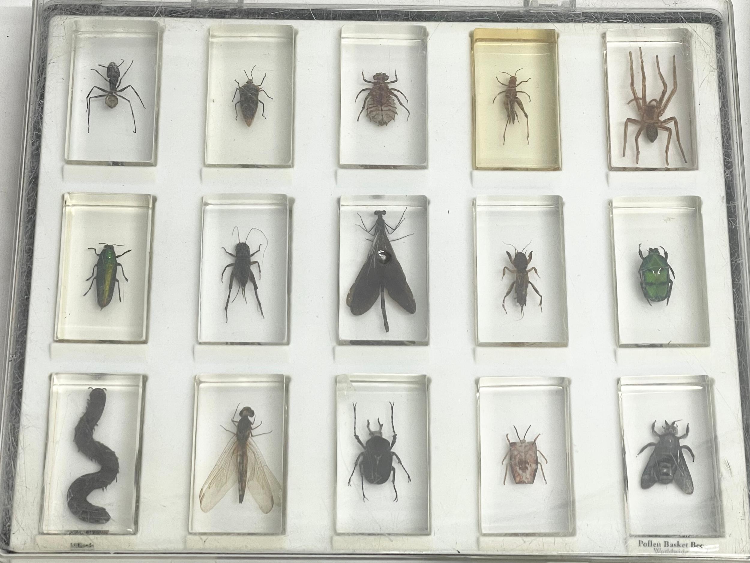 A collection of 5 cased taxidermy bugs. Cases measures 34x28cm - Image 12 of 15