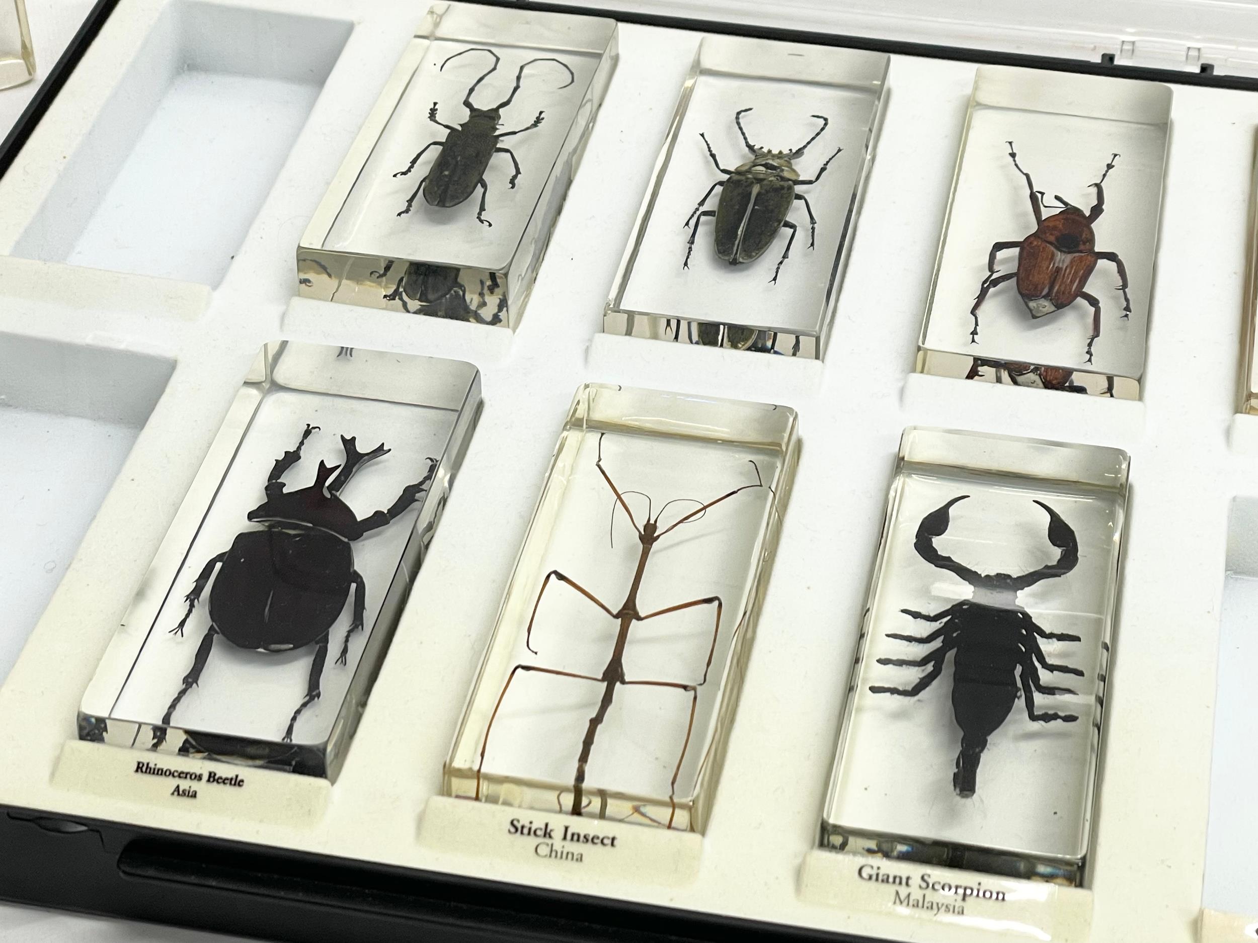 A collection of 5 cased taxidermy bugs. Cases measures 34x28cm - Image 10 of 15