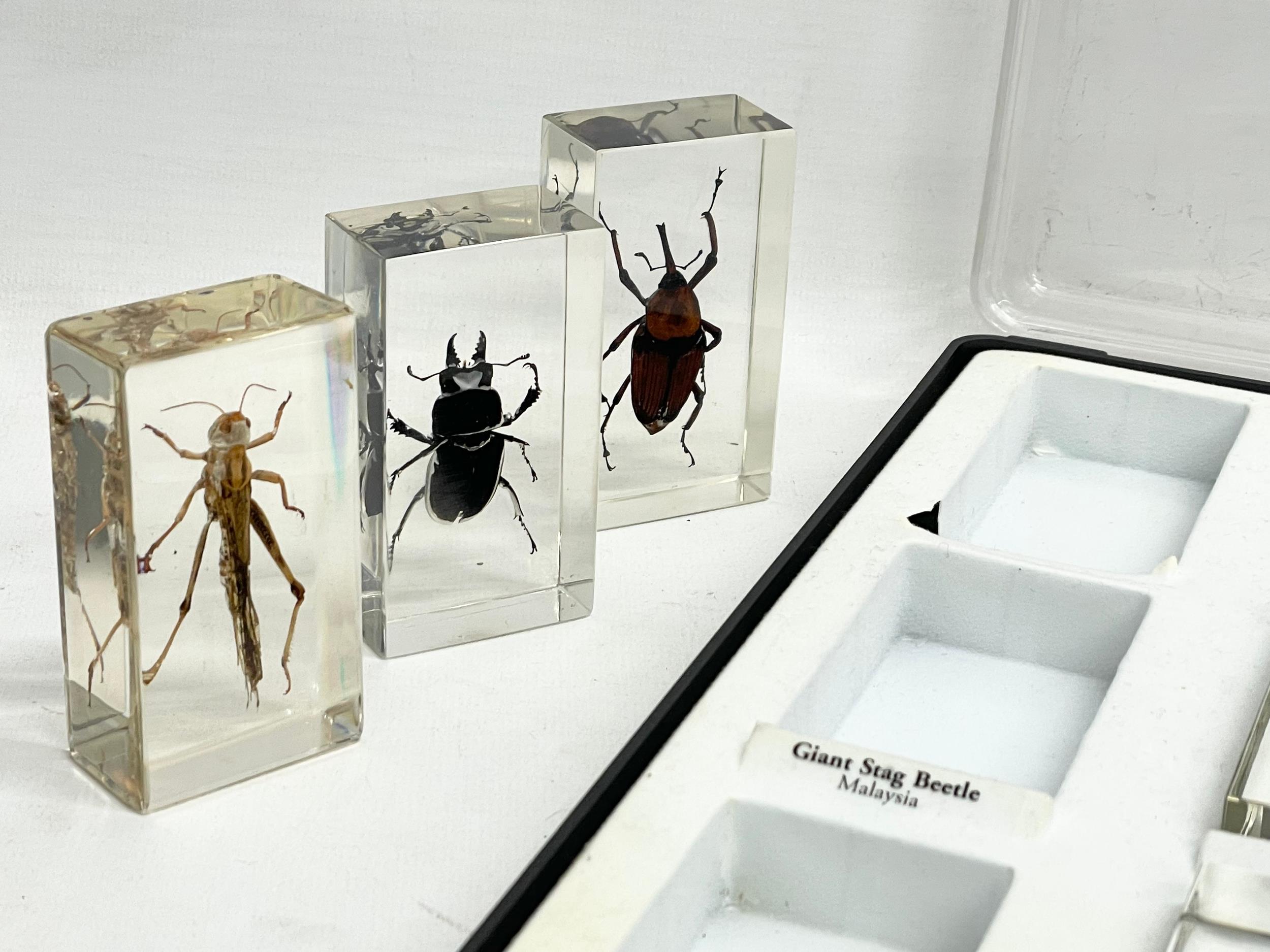 A collection of 5 cased taxidermy bugs. Cases measures 34x28cm - Image 3 of 15