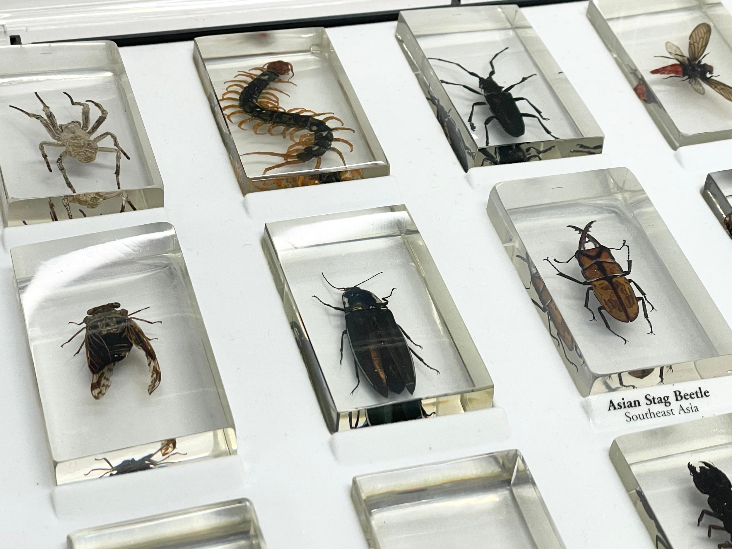 A collection of 5 cased taxidermy bugs. Cases measures 34x28cm - Image 8 of 15