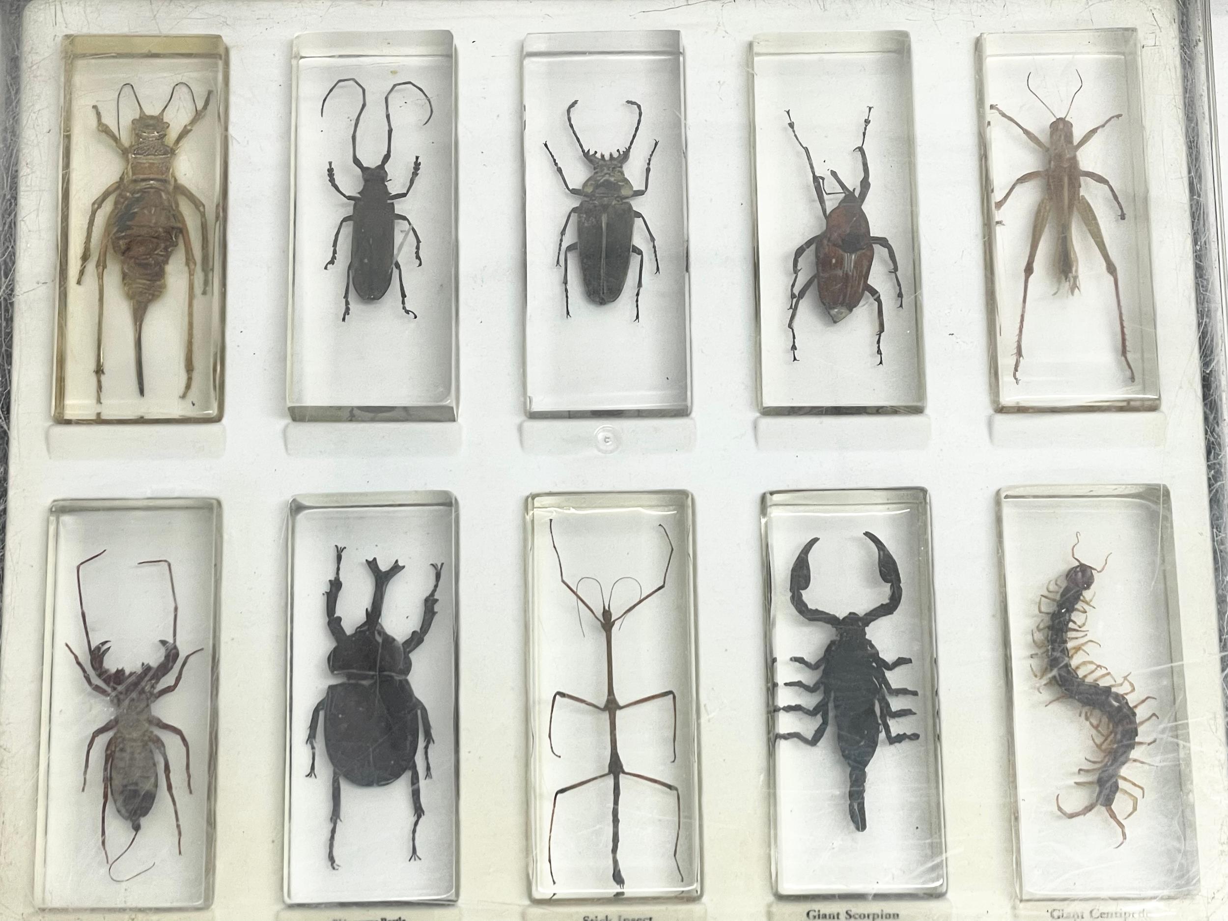 A collection of 5 cased taxidermy bugs. Cases measures 34x28cm - Image 5 of 15