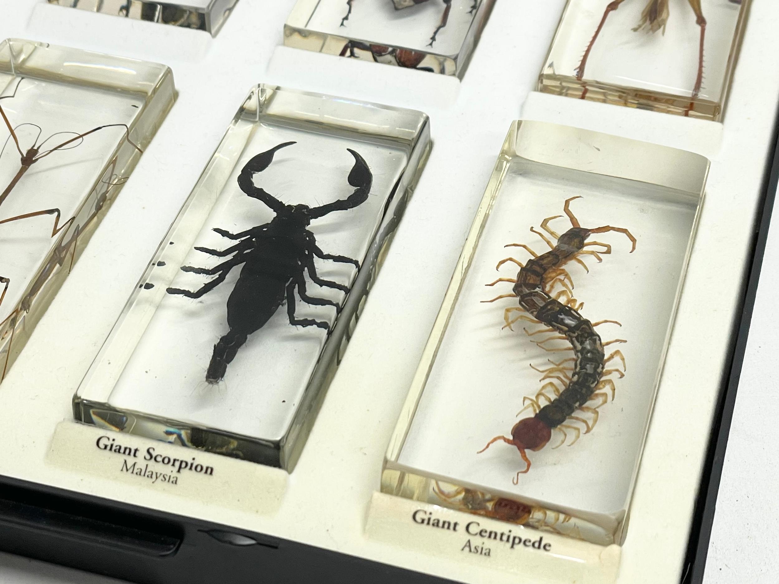 A collection of 5 cased taxidermy bugs. Cases measures 34x28cm - Image 2 of 15