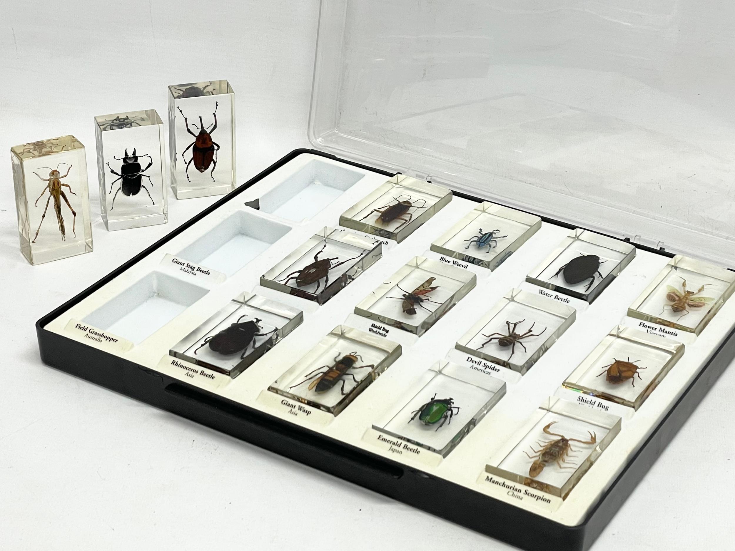 A collection of 5 cased taxidermy bugs. Cases measures 34x28cm - Image 15 of 15