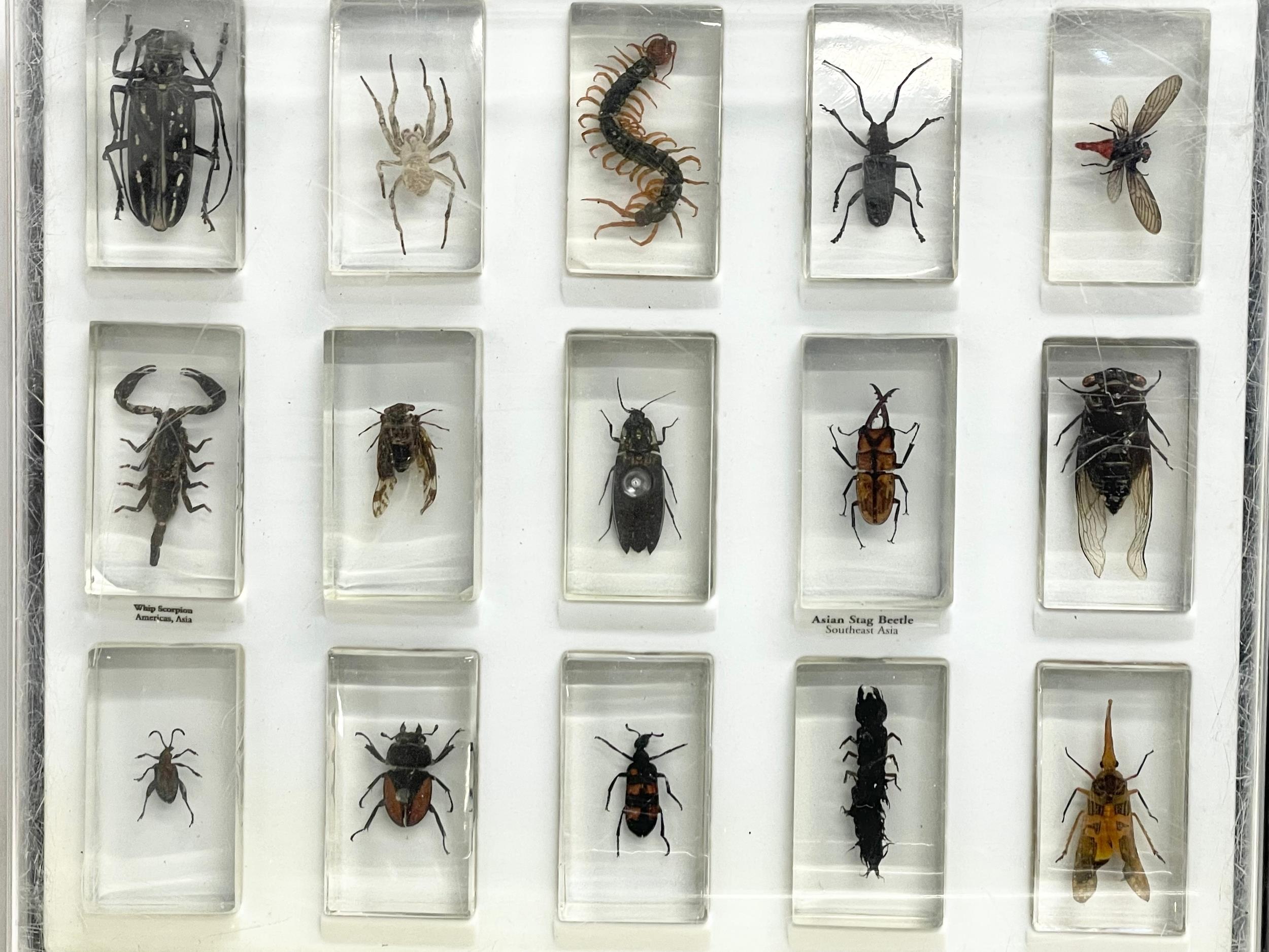 A collection of 5 cased taxidermy bugs. Cases measures 34x28cm - Image 6 of 15