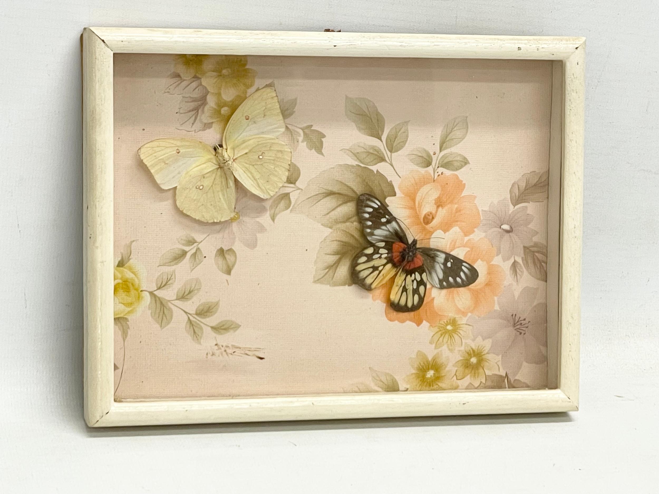 3 vintage cased taxidermy butterfly’s. 22x17cm - Image 2 of 4