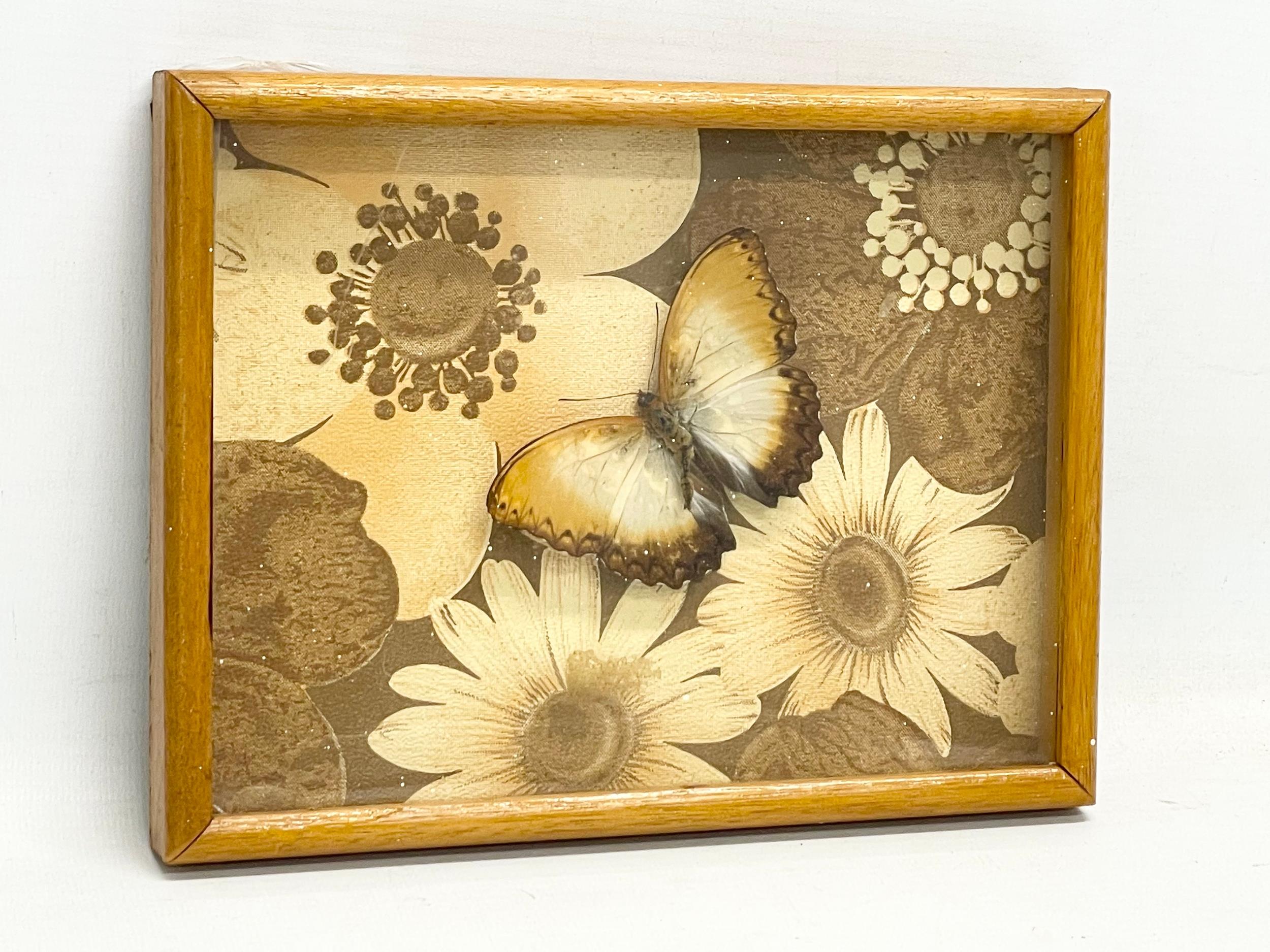 3 vintage cased taxidermy butterfly’s. 22x17cm - Image 3 of 4