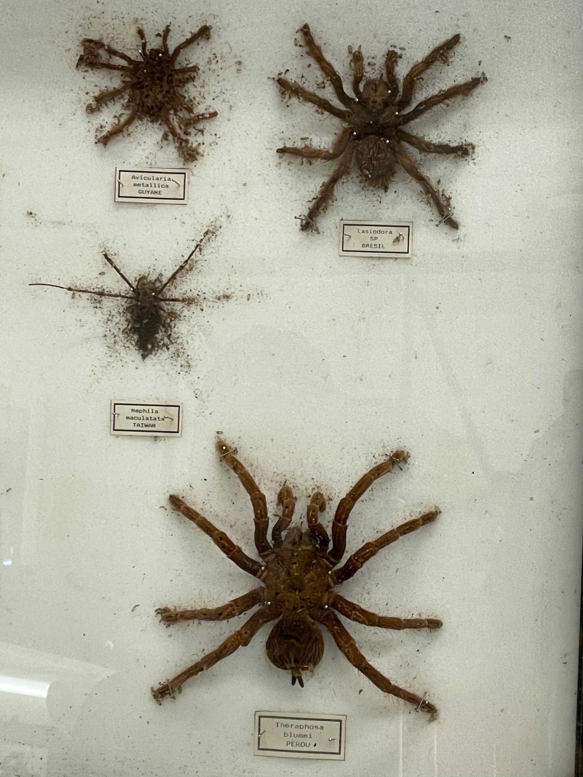 A collection of large vintage cased taxidermy spiders. Case measures 80x51cm. Largest spider 15x15cm - Image 3 of 5