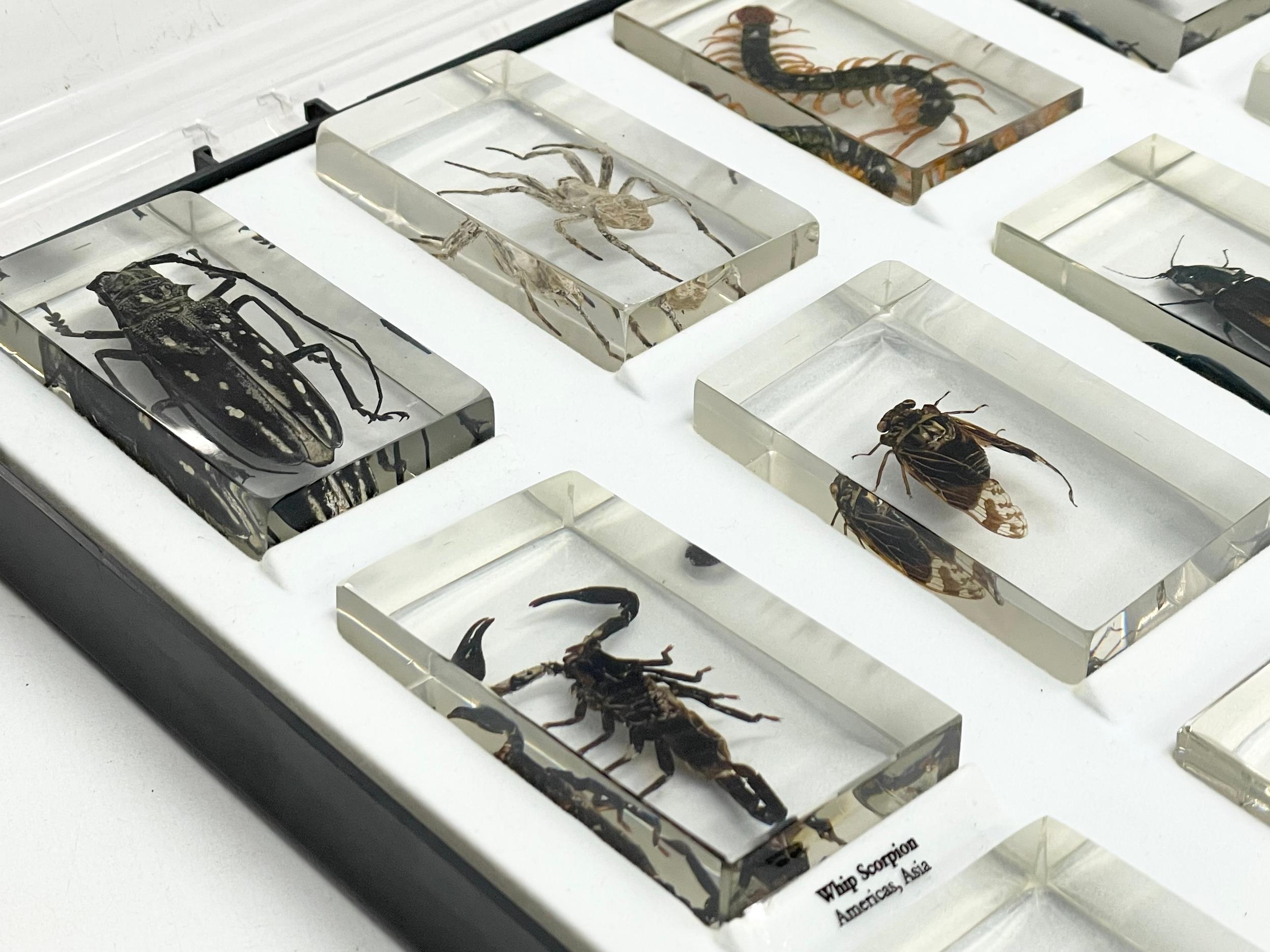 A collection of 5 cased taxidermy bugs. Cases measures 34x28cm - Image 13 of 15