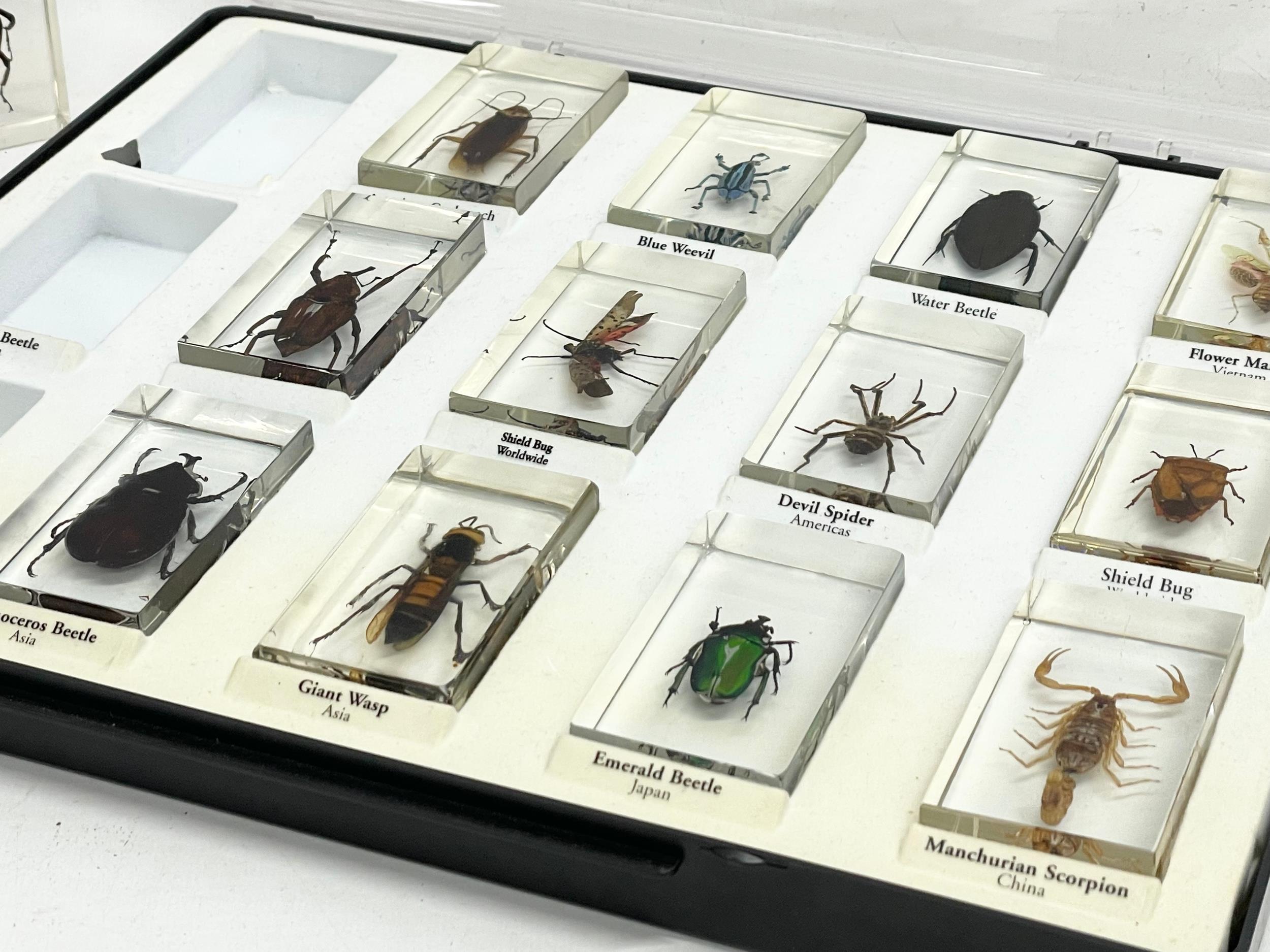 A collection of 5 cased taxidermy bugs. Cases measures 34x28cm - Image 14 of 15