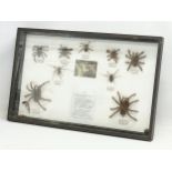 A collection of large vintage cased taxidermy spiders. Case measures 80x51cm. Largest spider 15x15cm