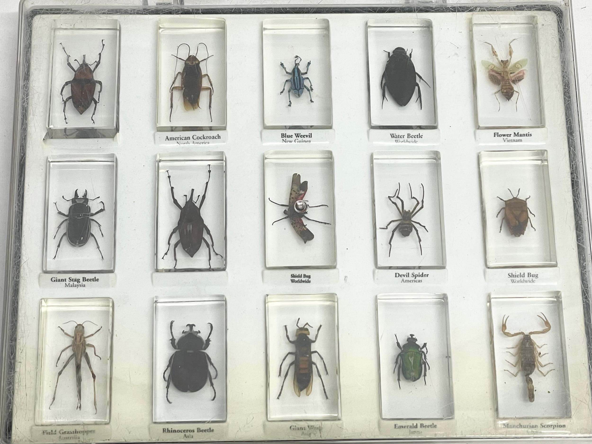 A collection of 5 cased taxidermy bugs. Cases measures 34x28cm - Image 9 of 15