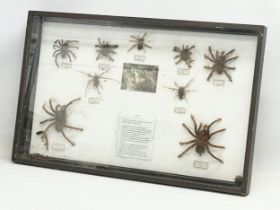 A collection of large vintage cased taxidermy spiders. Case measures 80x51cm. Largest spider 15x15cm