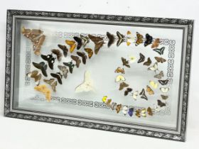 A collection of rare butterfly’s in a large shadows box frame. 121x10x71cm