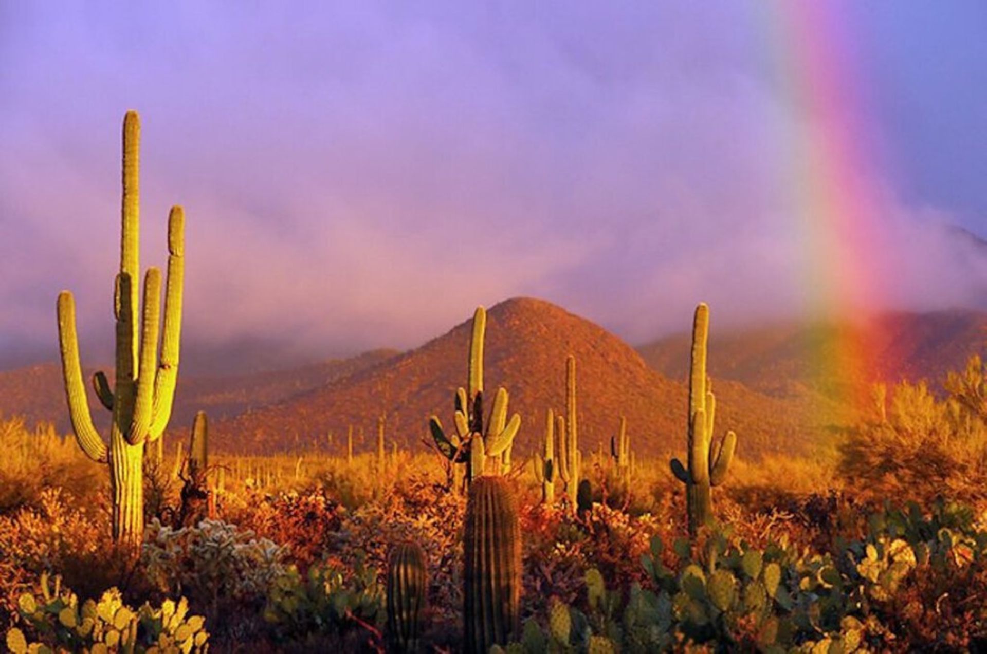 Explore the History & Beauty of Cochise County, Arizona!