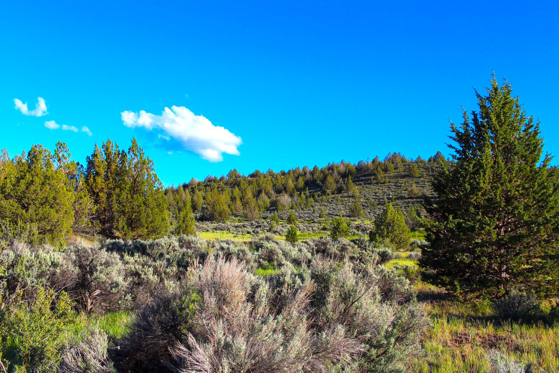 Nearly an Acre of Pine Forest in California Pines, Modoc County, California!