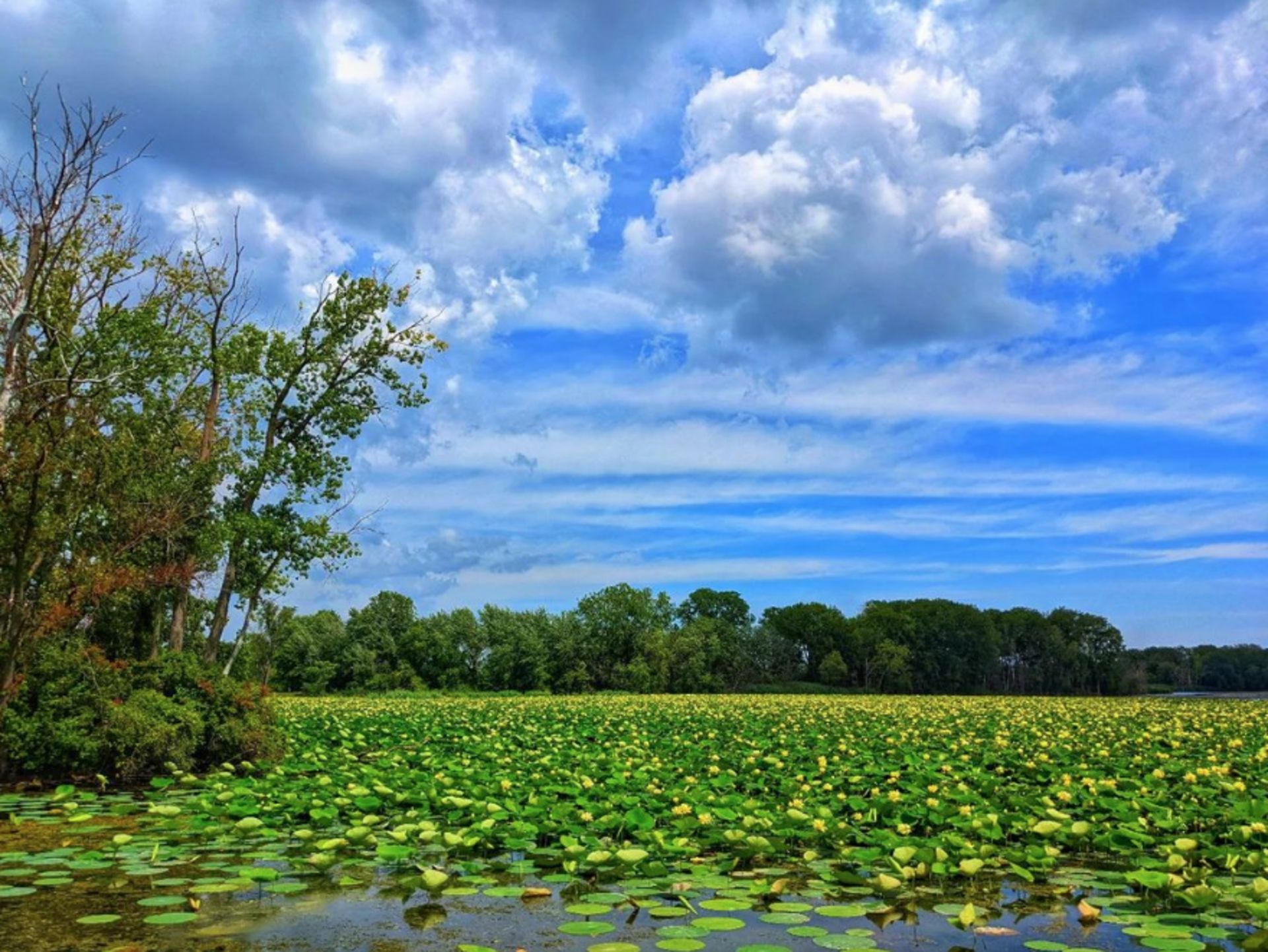 Enjoy Prime Lake Erie Views in Michigan! - Image 15 of 15