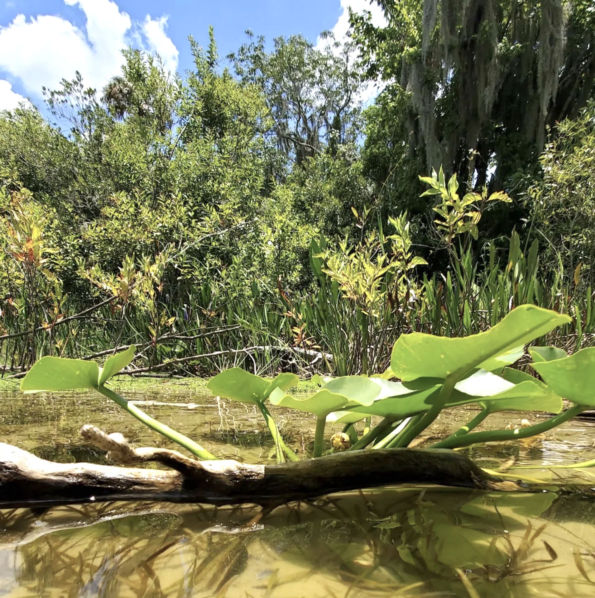 1.45 Acres of Natural Beauty in the Sunshine State!