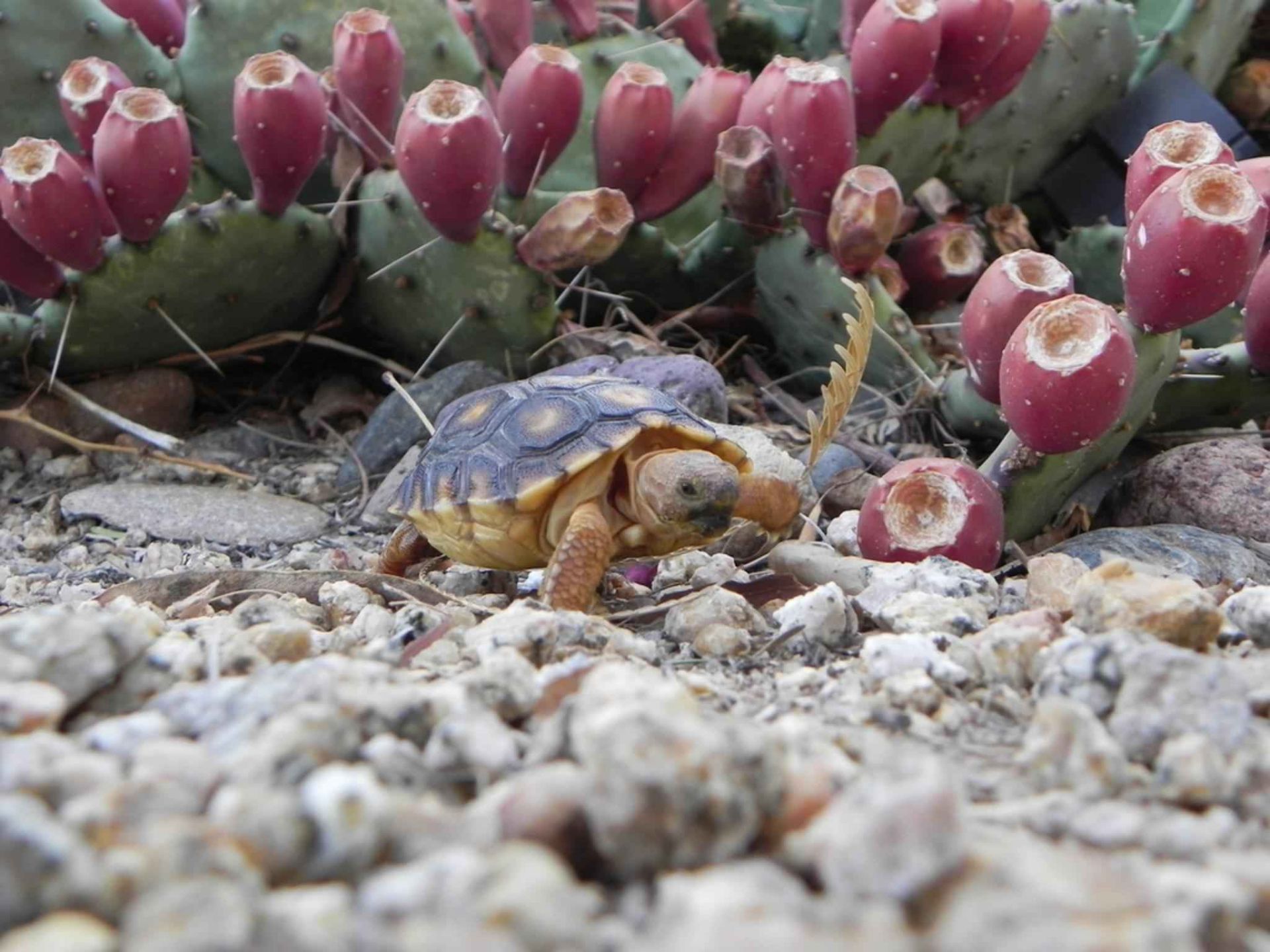 Partake in the Rugged Beauty of Cochise County, Arizona! - Image 10 of 10