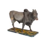 Frühes italienisches Lehrmodell, Zebu, uralt, um 1890/1900, Pappmaché, Tuchstaub, Holzsockel,