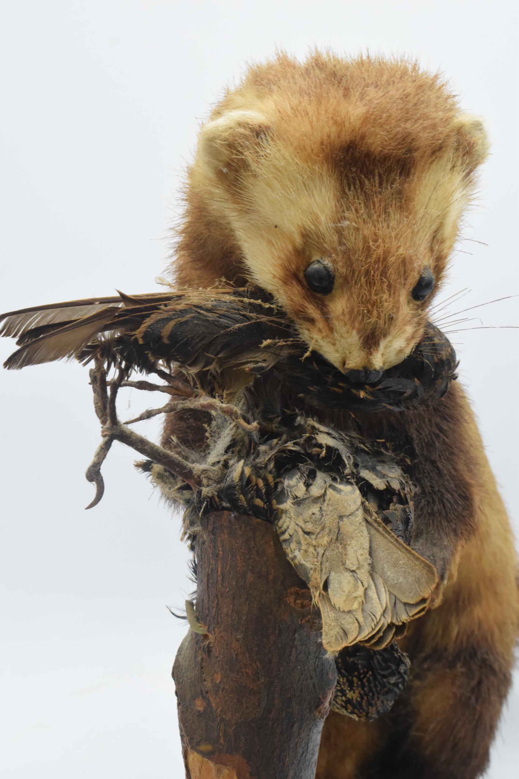Vintage French taxidermy model of a Mink / Pine Martin eating birds, 35cm tall. - Image 3 of 4