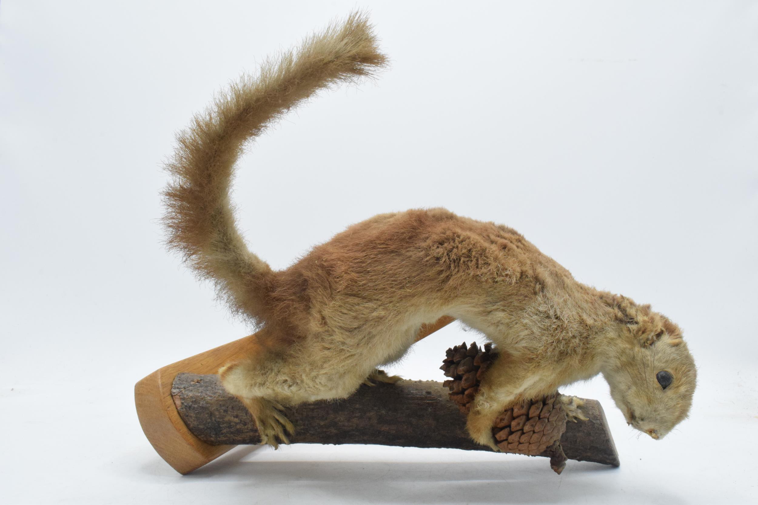 Vintage French taxidermy model of a red squirrel with a pine comb, 28cm tall.