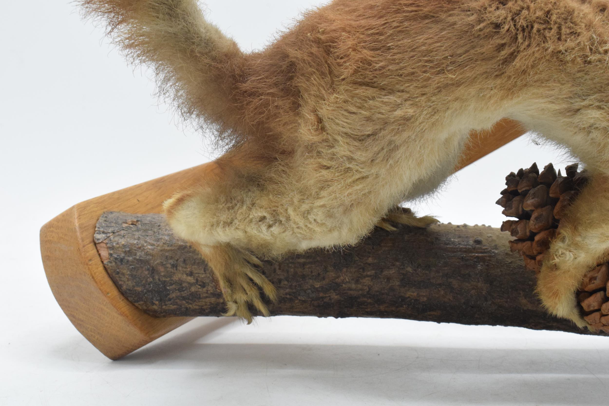 Vintage French taxidermy model of a red squirrel with a pine comb, 28cm tall. - Image 3 of 5