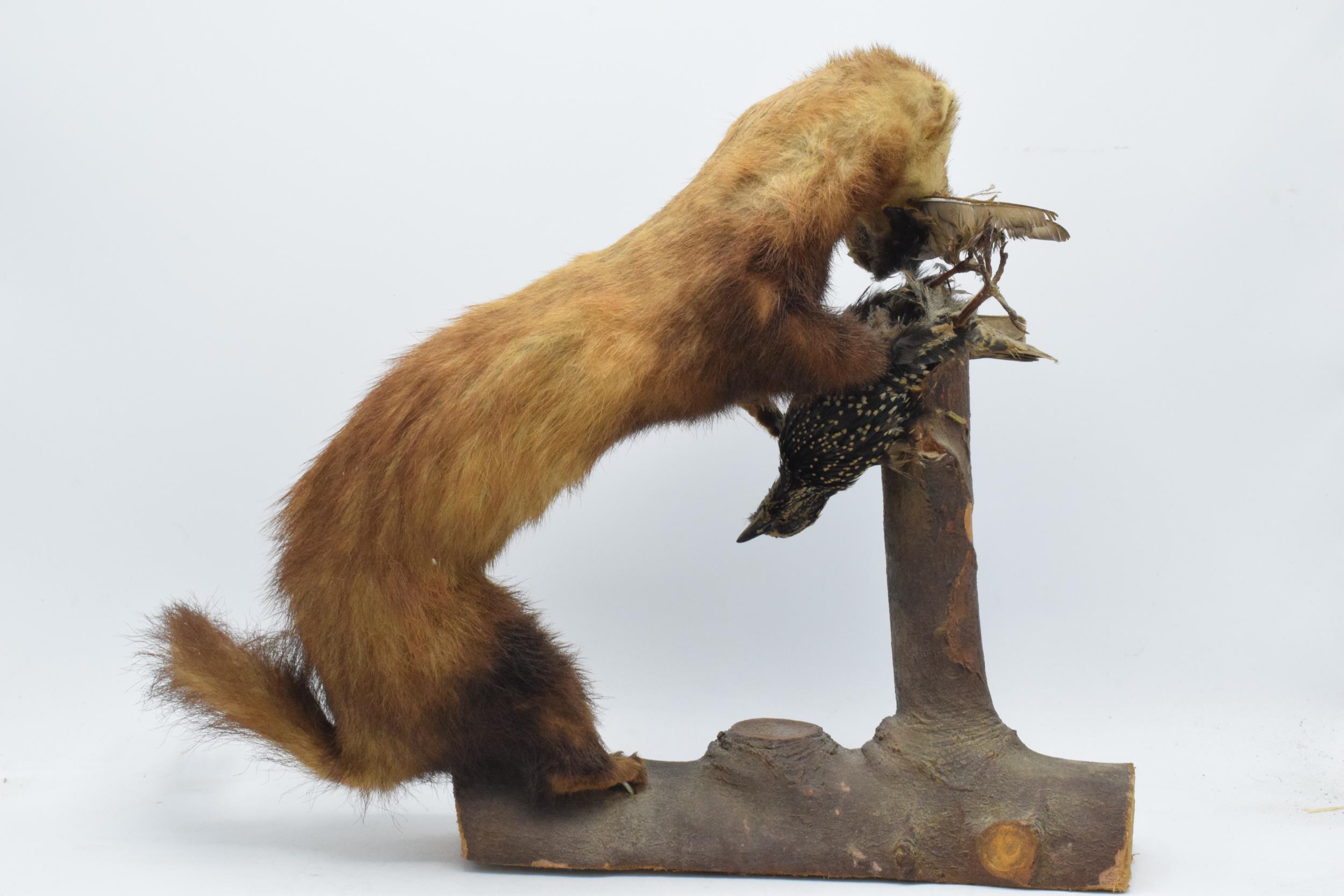 Vintage French taxidermy model of a Mink / Pine Martin eating birds, 35cm tall. - Image 4 of 4