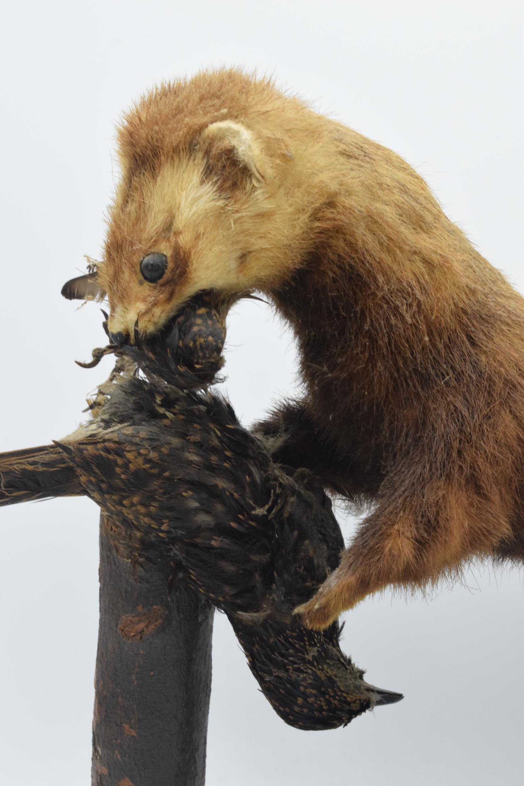 Vintage French taxidermy model of a Mink / Pine Martin eating birds, 35cm tall. - Image 2 of 4