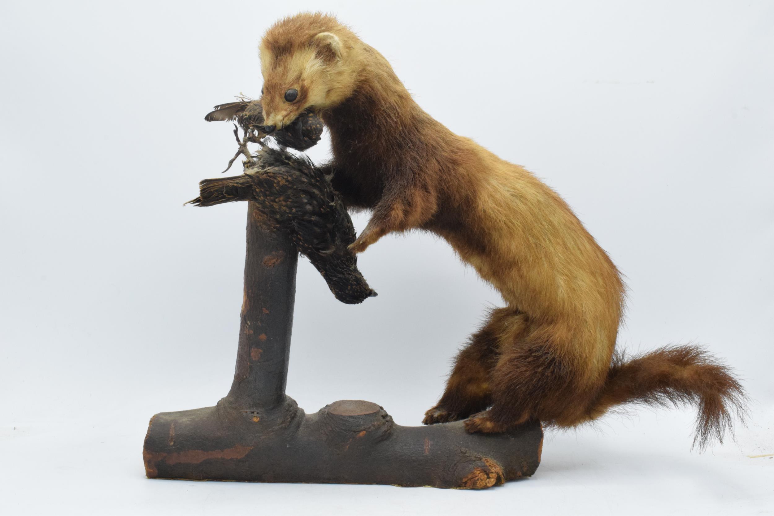 Vintage French taxidermy model of a Mink / Pine Martin eating birds, 35cm tall.