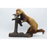 Vintage French taxidermy model of a Mink / Pine Martin eating birds, 35cm tall.