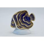 Royal Crown Derby paperweight in the form of a Tropical Fish Koran Angel Fish. First quality with