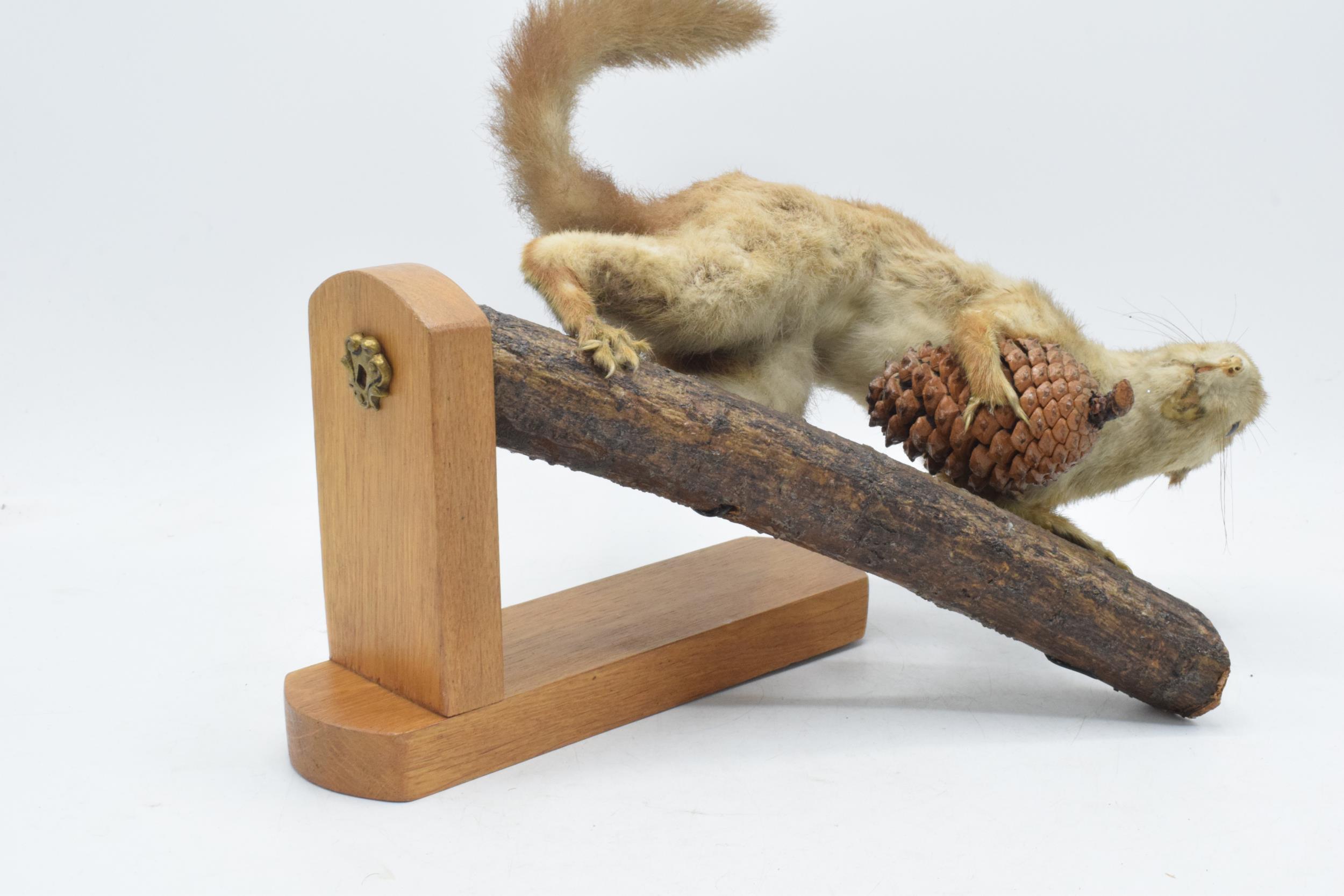 Vintage French taxidermy model of a red squirrel with a pine comb, 28cm tall. - Image 4 of 5