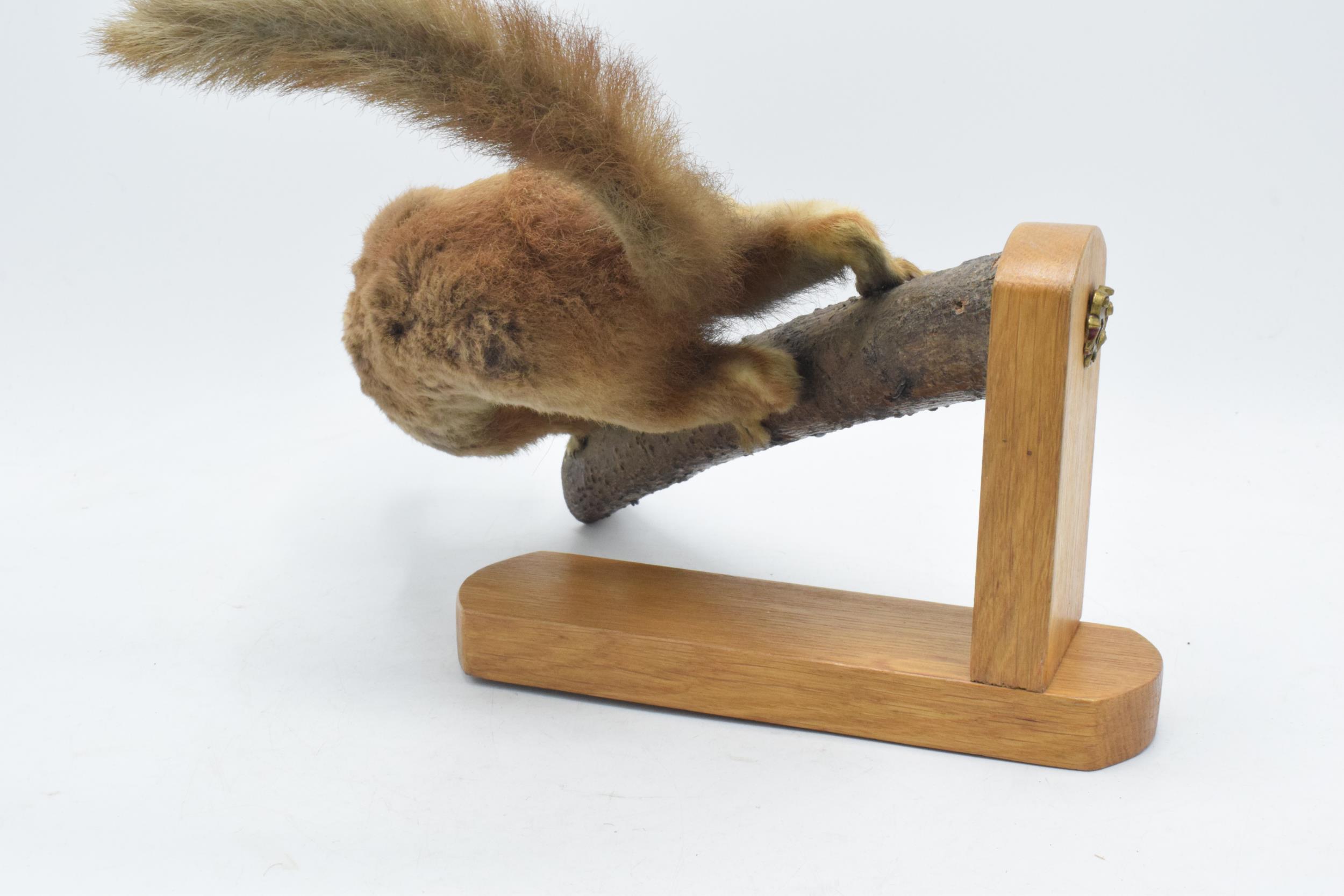 Vintage French taxidermy model of a red squirrel with a pine comb, 28cm tall. - Image 5 of 5